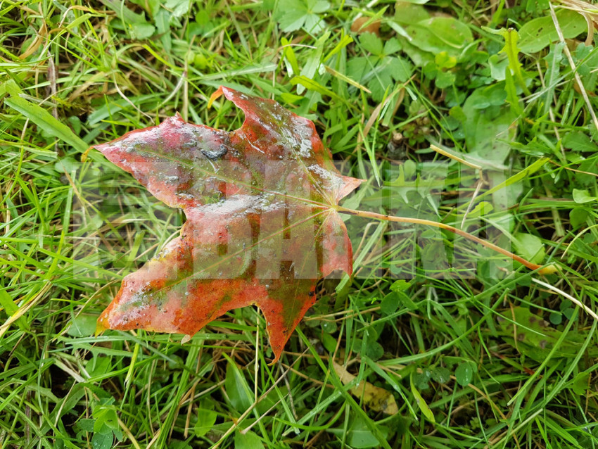 Maple leaf