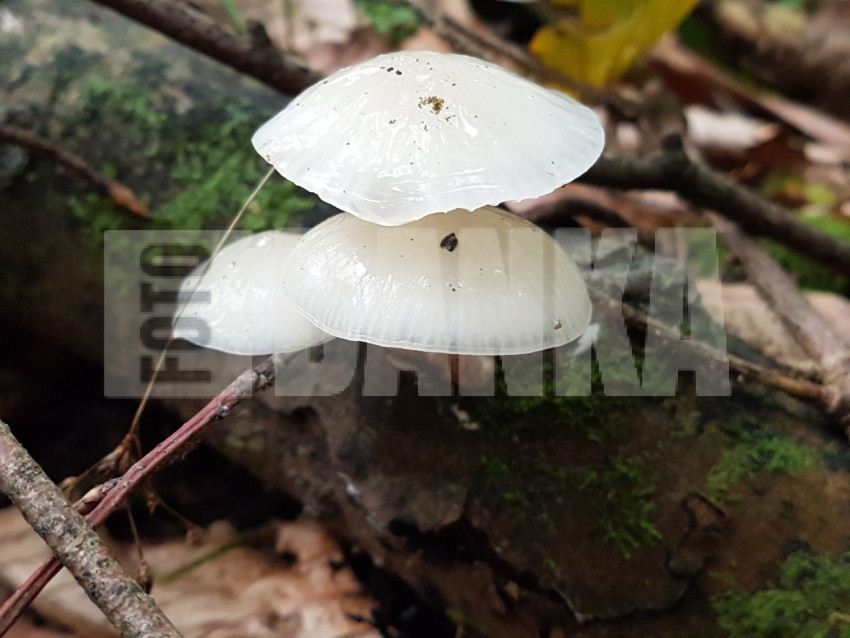 Oudemansiella mucida