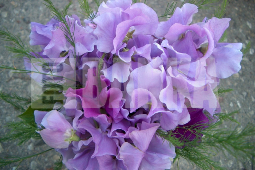 SWEET PEAS