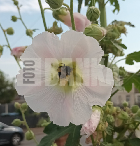 Pink summer flower