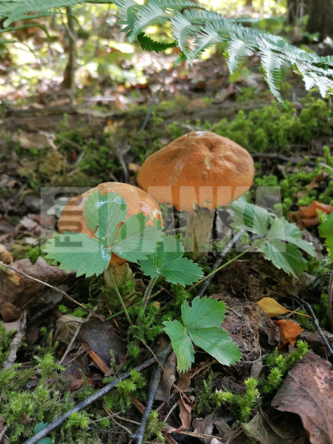 IMG 20230909 100019