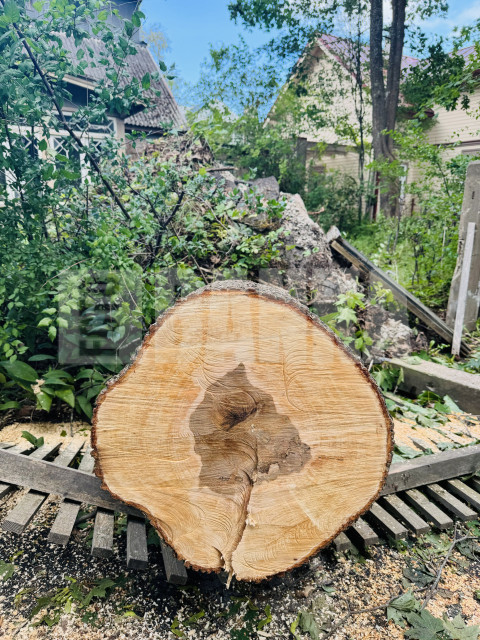 Broken tree