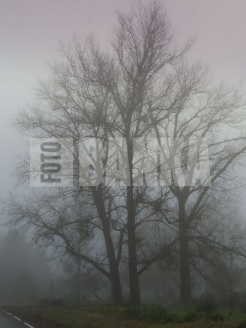 Migla