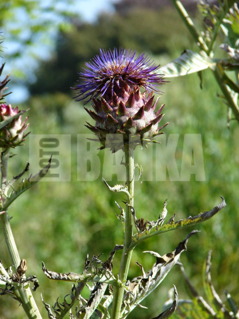 Cardoon wild flower