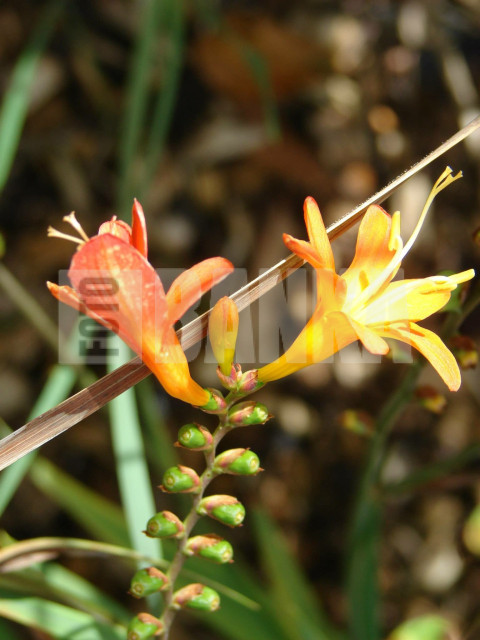 Montbretia