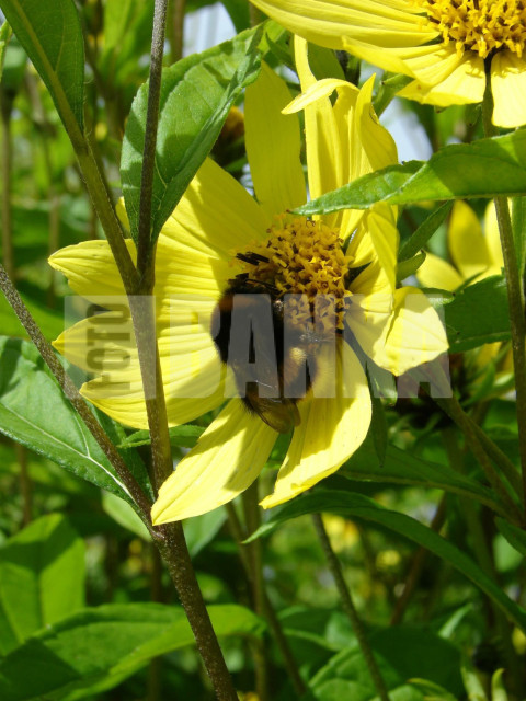 American bumblebee