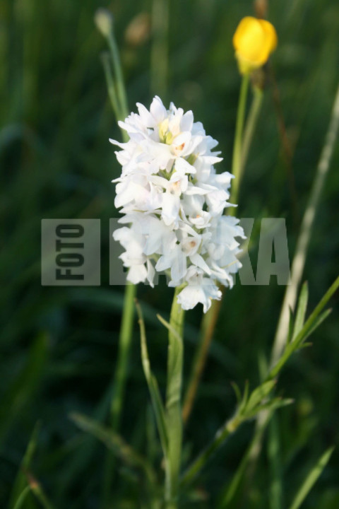 Wild orchid