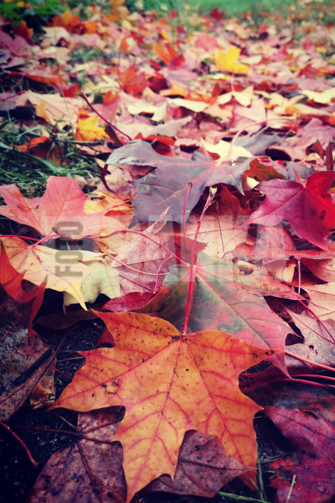 Rudens