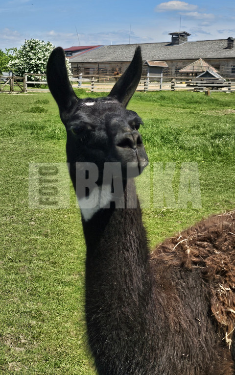Lama