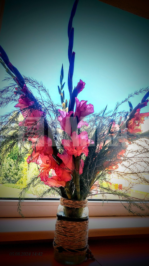 Gladiolas