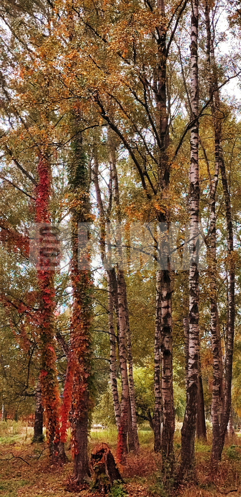 Rudens