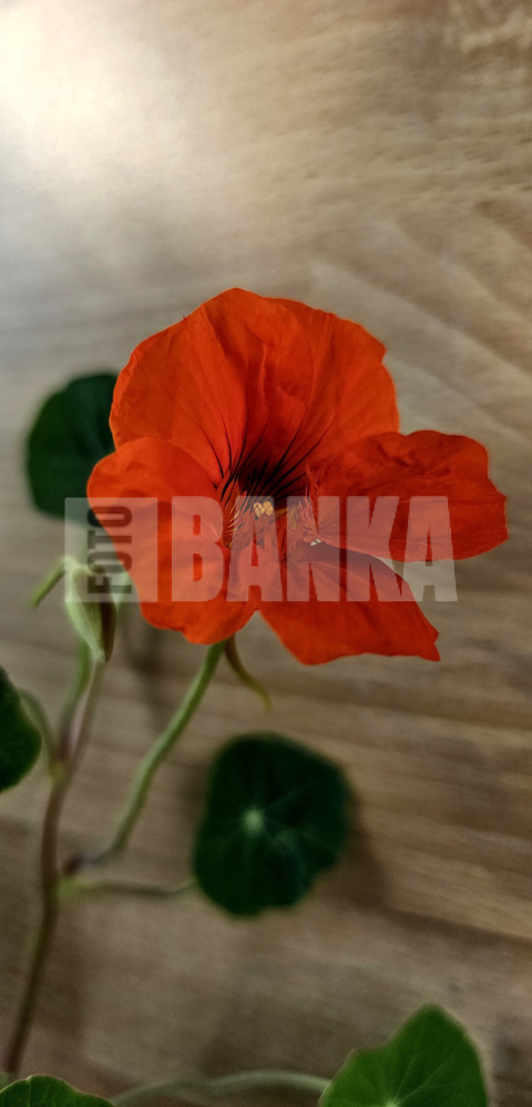 Skaista kresīte