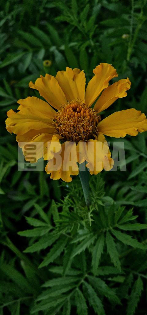 Samtene