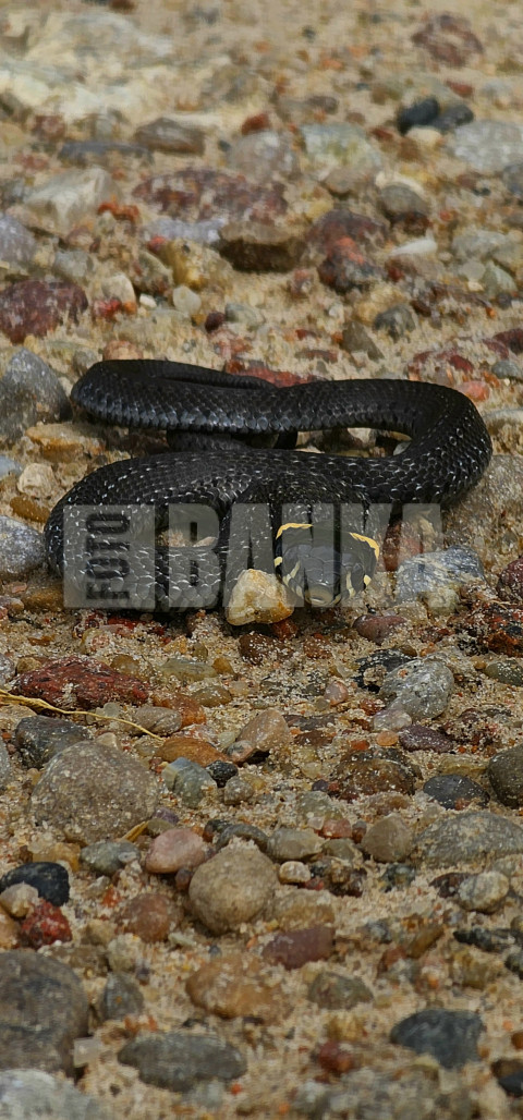 Skaistulis zalktis (mazulis)