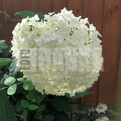White snow summer flower