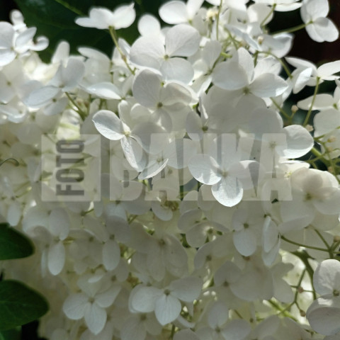 WHITE SNOW FLOWER