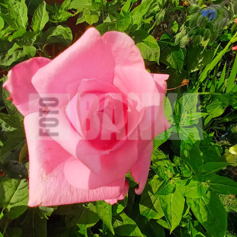 Pink Rose