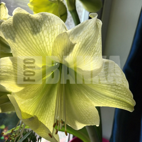 YELLOW AMARYLLIS