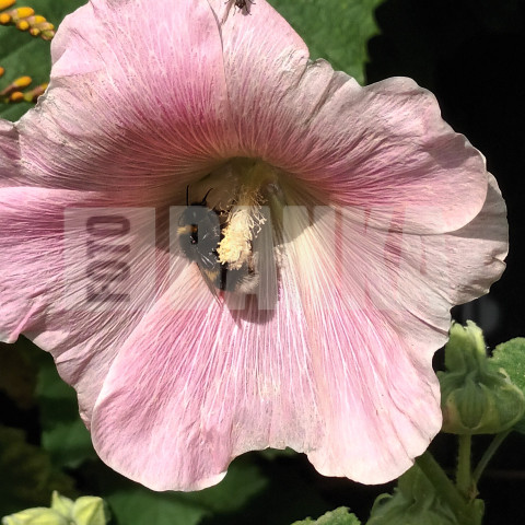 Pink summer flower