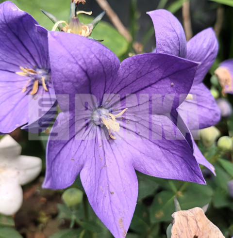 Purple summer flower