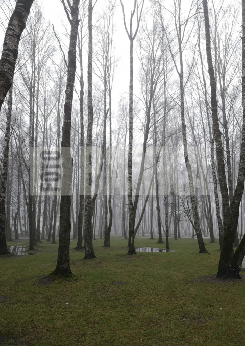 Migla